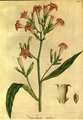 Nicotiana tabacum3.gif